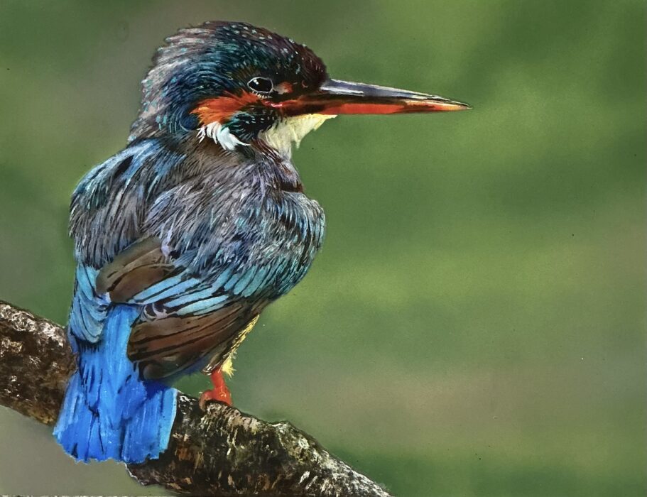 Kingfisher on a branch